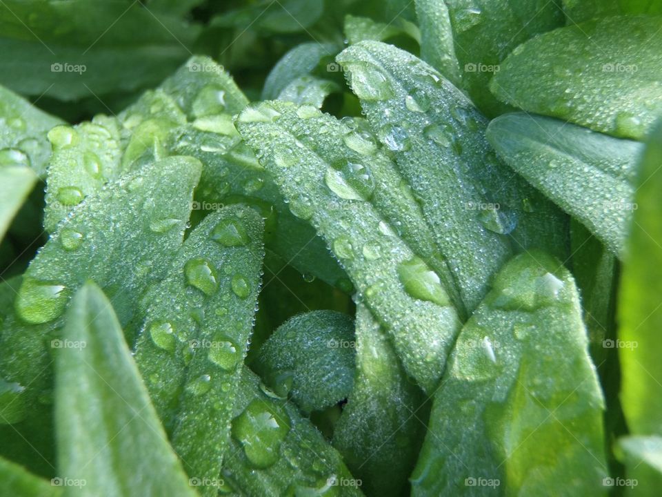 So green pure fresh and natural