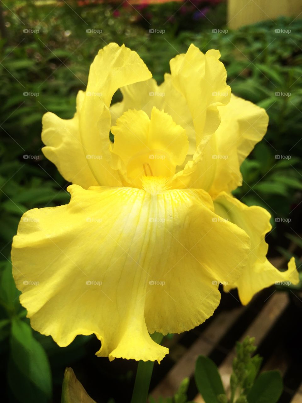 Close-up of a yellow iris flower