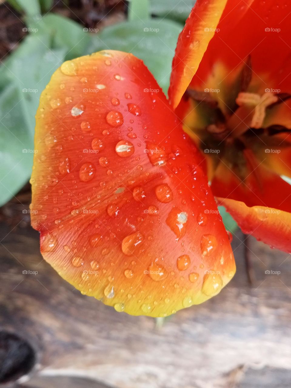 flower raindrops