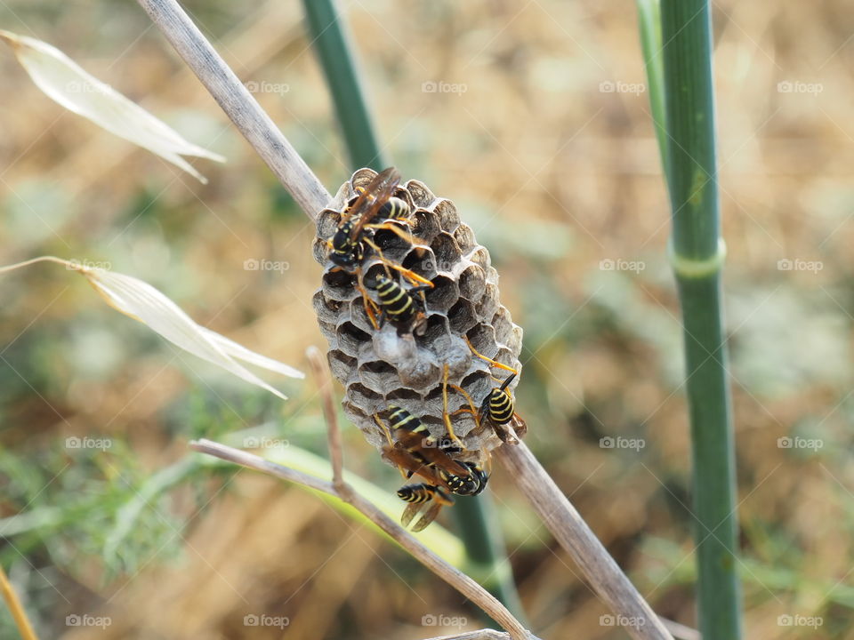 Wasp nest