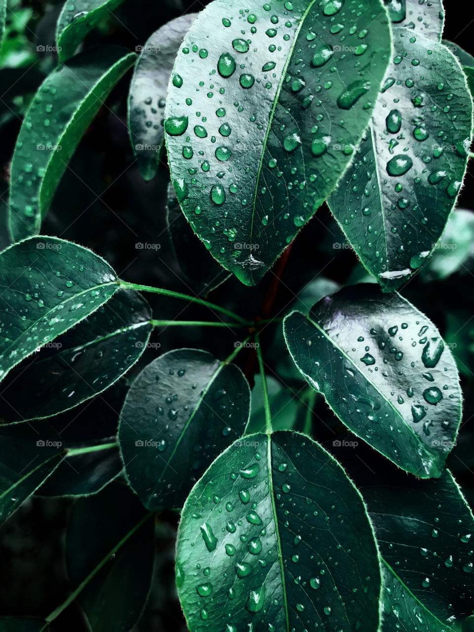 Green tropical leaves after the rain 