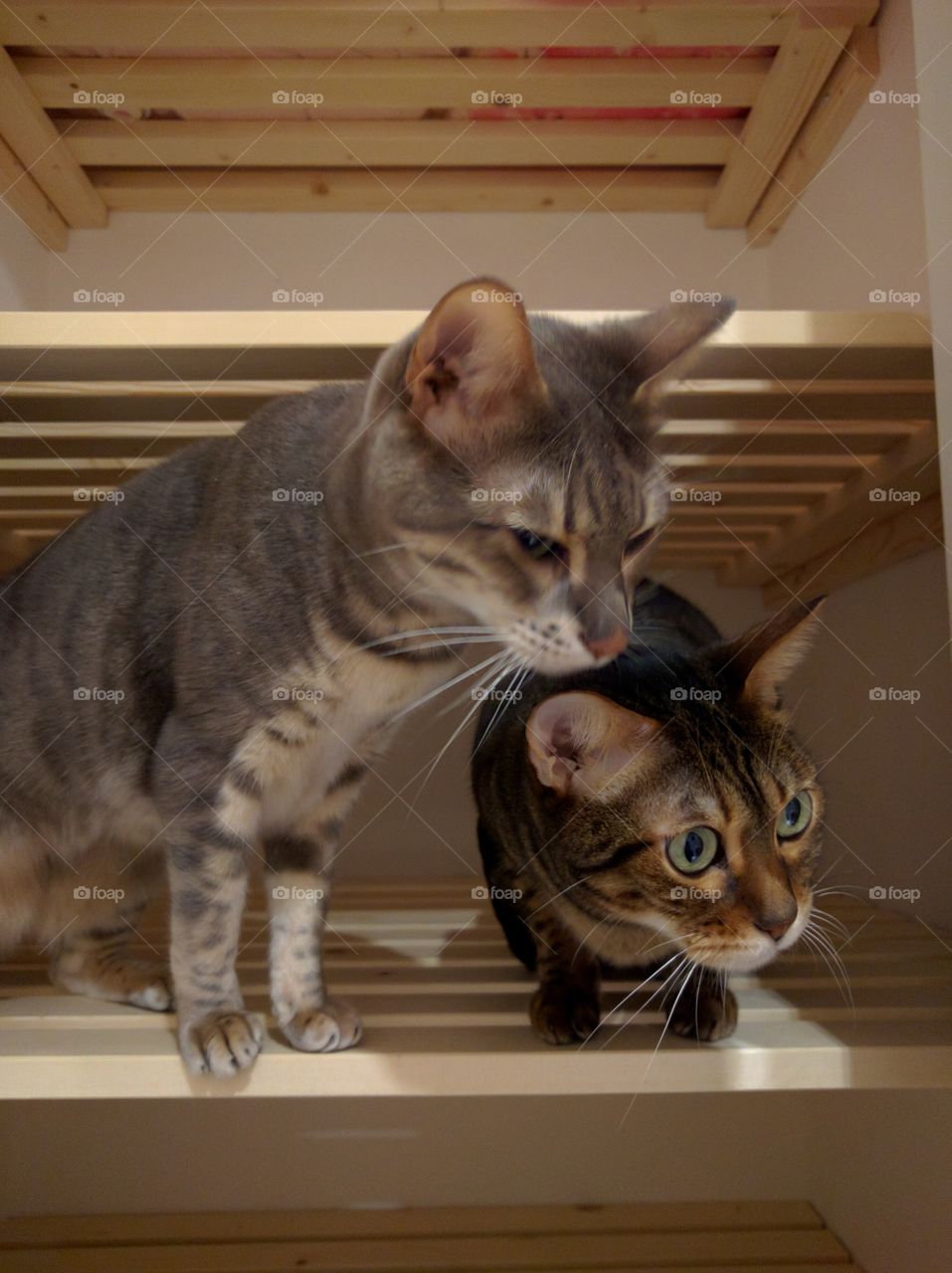 Two kittens play together on a cupboard shelf