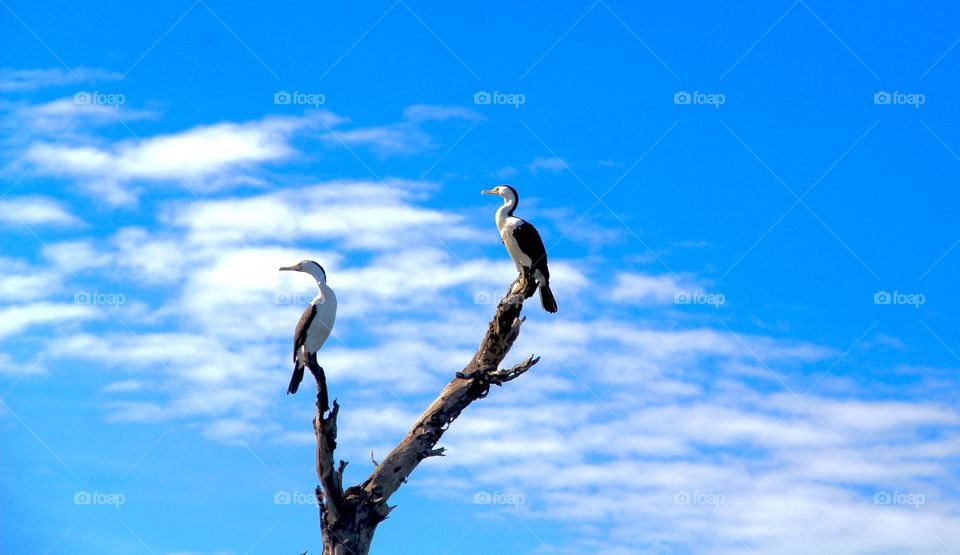 Birds of australia. Two birds stalking fish in kakadu national park NT