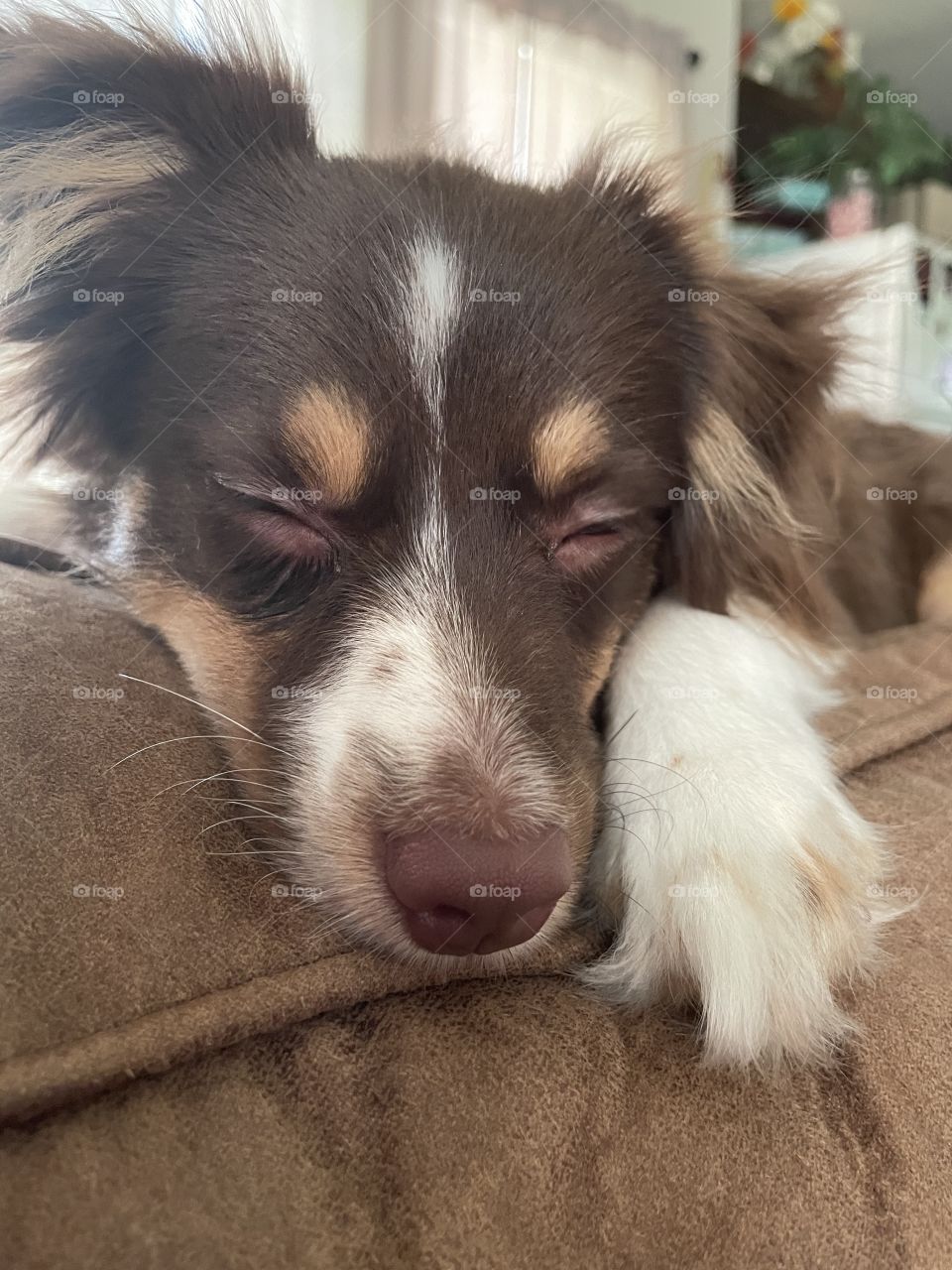 Tri Toy Aussie Teddy Bear Blue