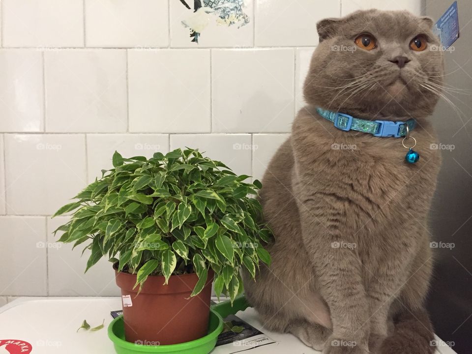 I don’t touch the ficus while you look at me