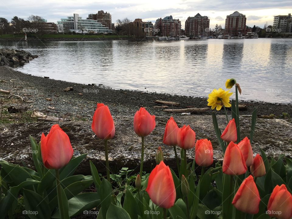 Tulips by the shore