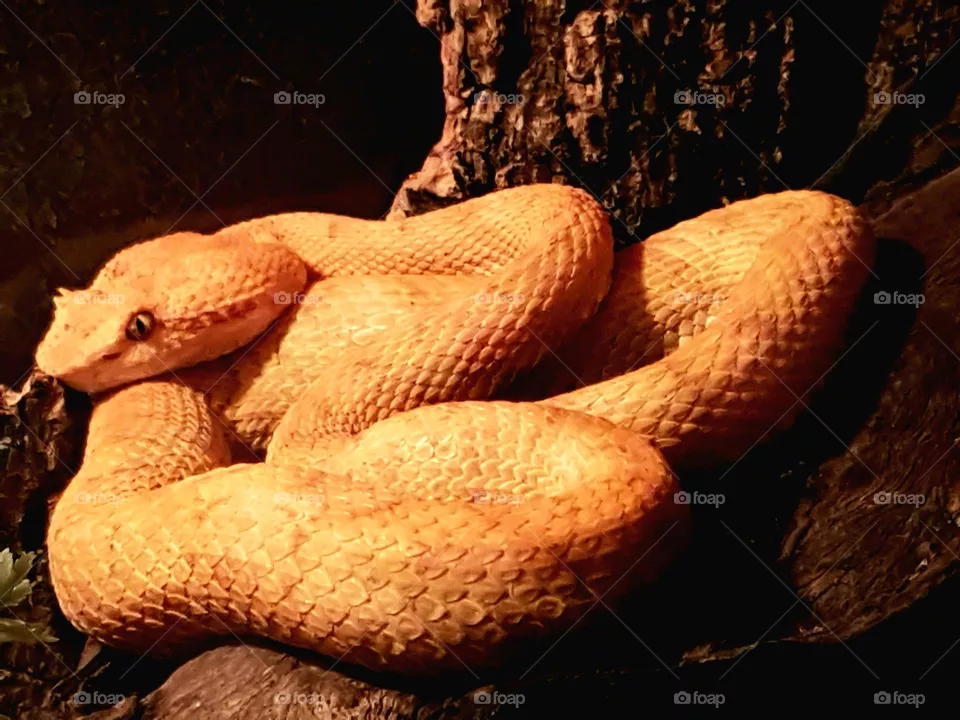slithering beauty