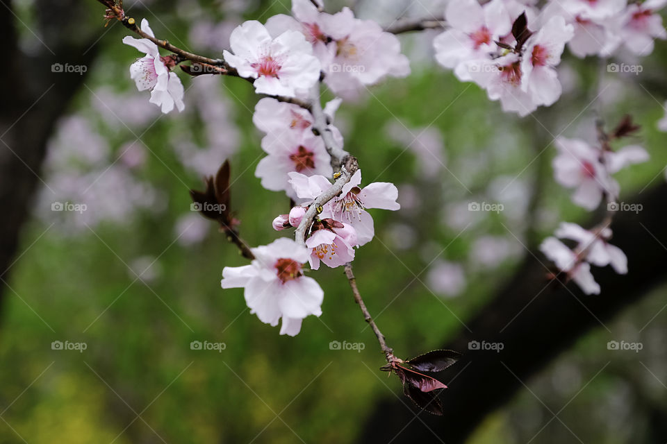 Cherry flowers blooming in spring time. Nature wakes up.