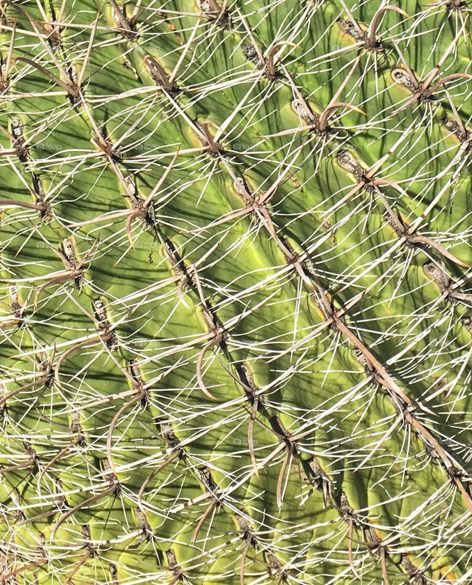 Cactus up close 
