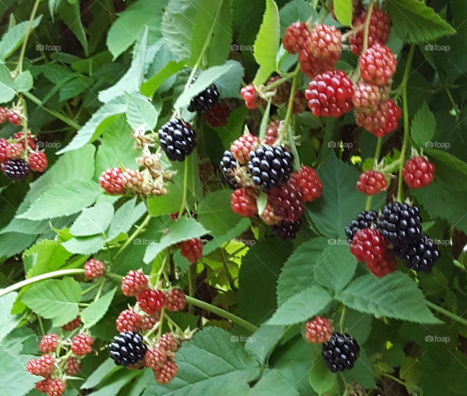 Blackberry Bush. Blackberries, some ripe, some not!