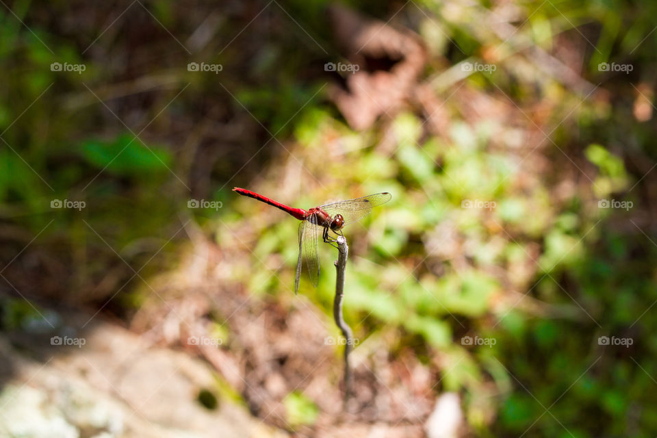 Red dragonfly perched on a stick in the forest