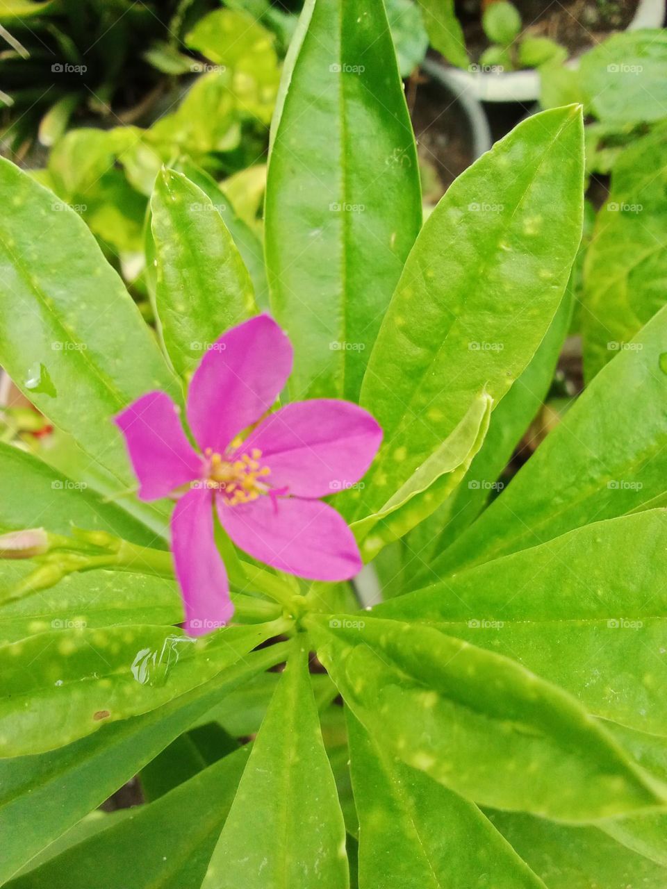 Flowers that bloom in the morning in indonesia