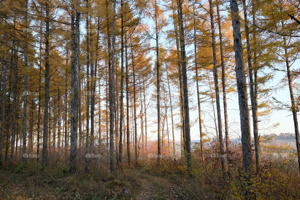 larch forest