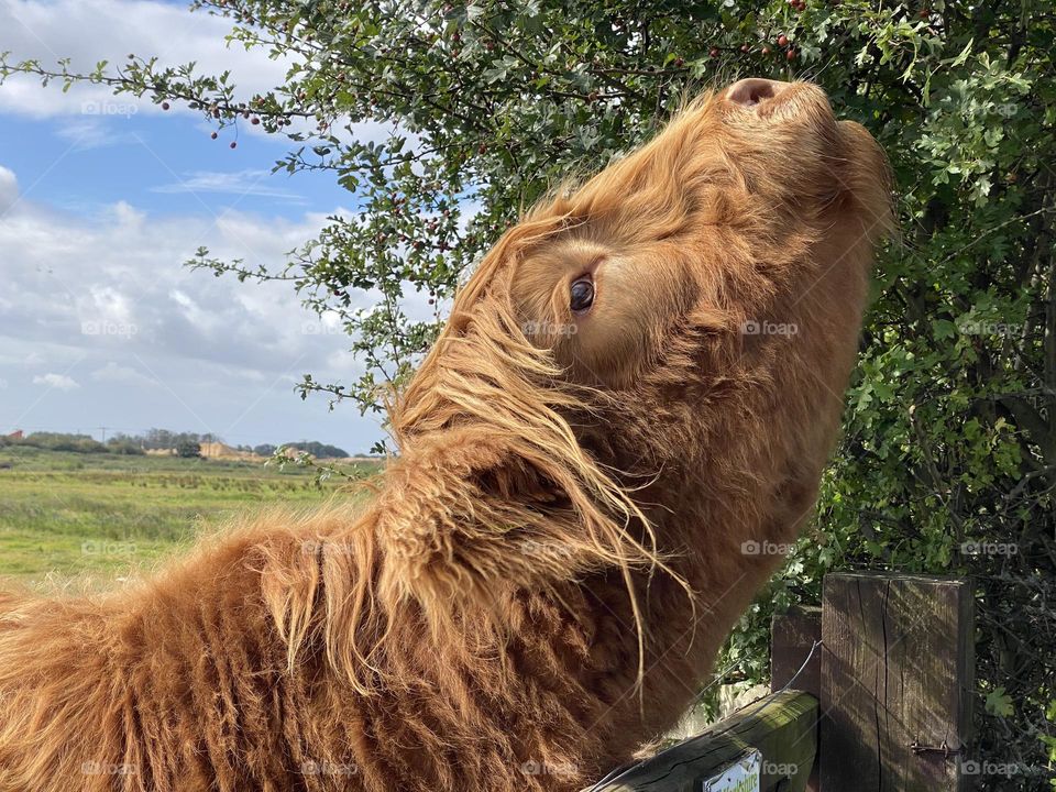 A highland cow in a field 
