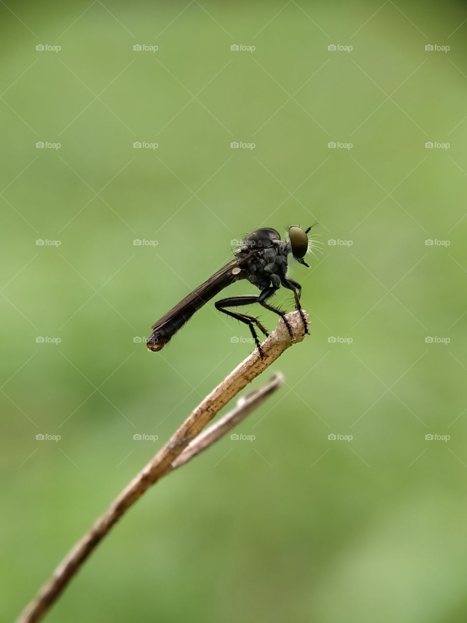 A robber fly, a fast killing insect, is perched on a dry branch.  Be careful man, if you are a small insect! This is the real assassin!