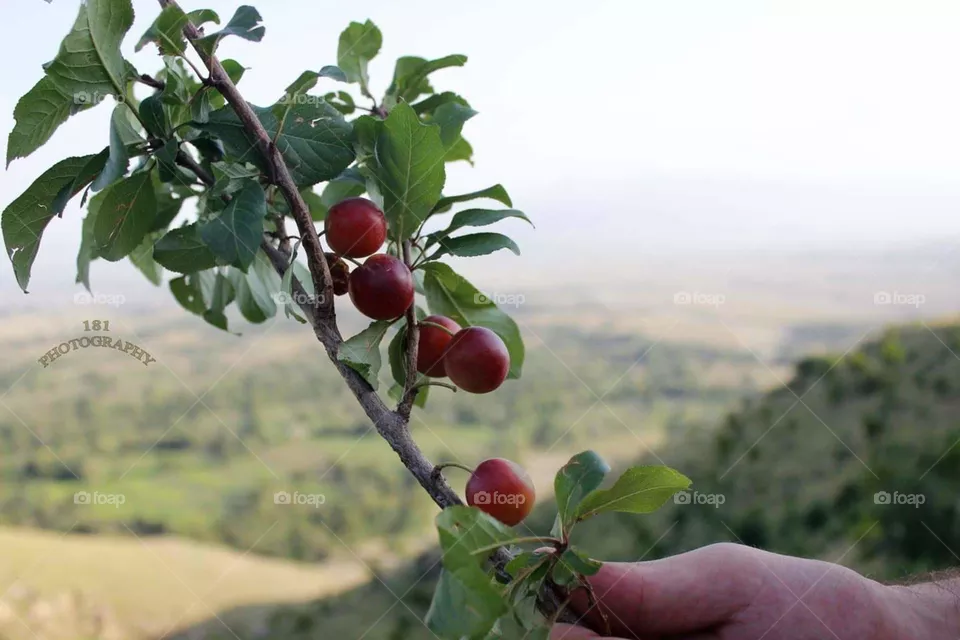 fruit
