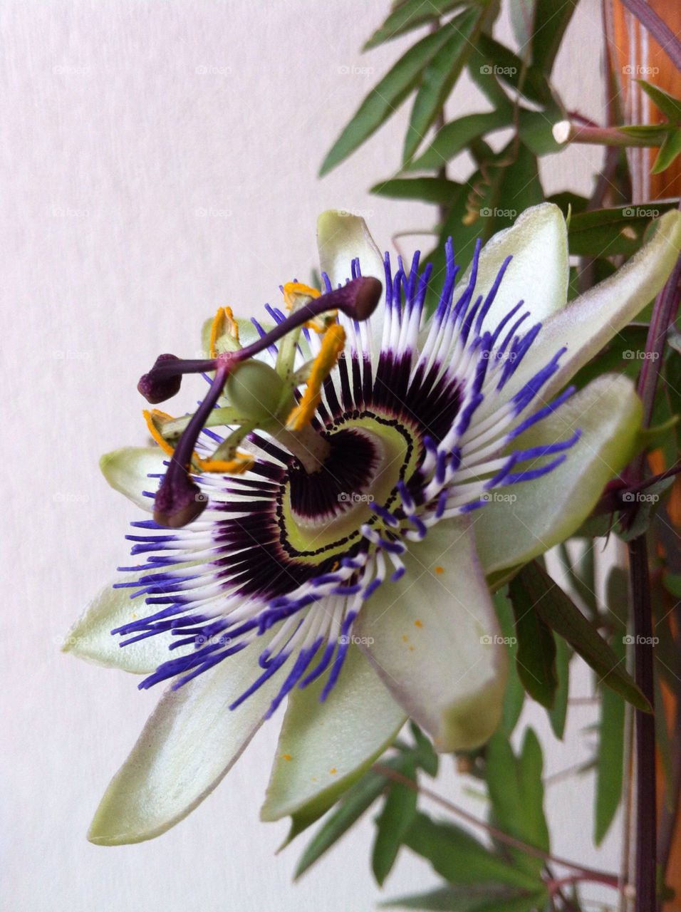 garden nature flower passion flower by bj