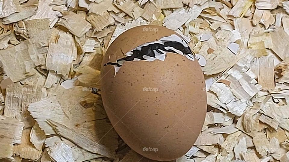 A chick that hatches from an egg