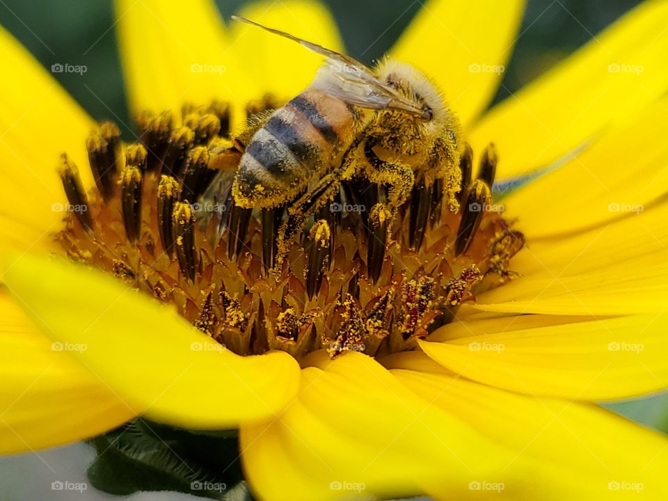 Macro back view of a honeybee pollinating a yellow common sunflower.