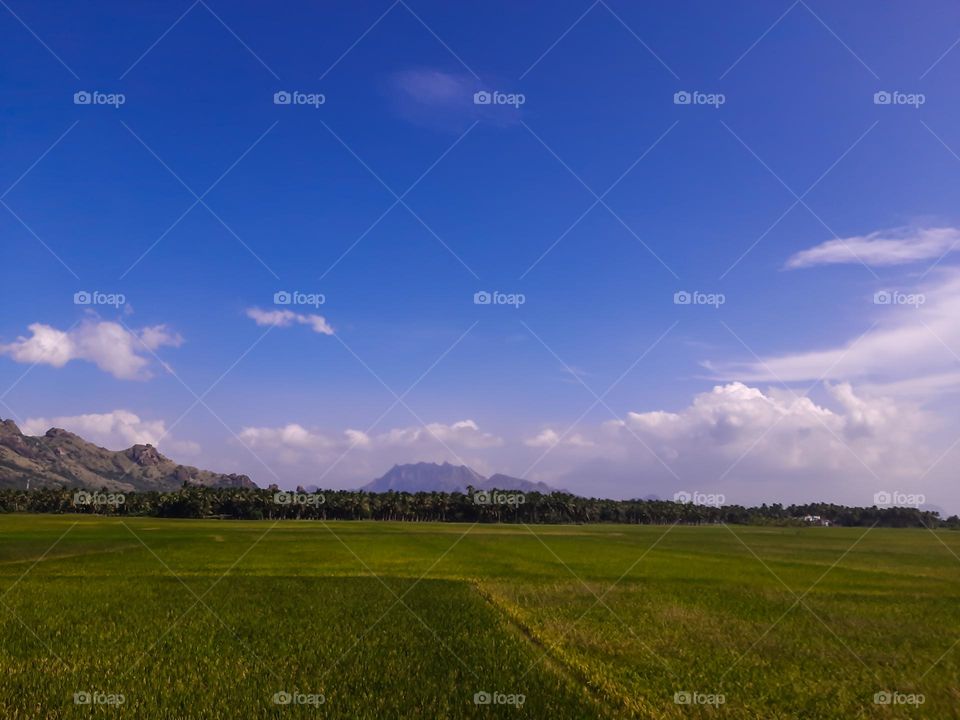 Landscape- Paddy field