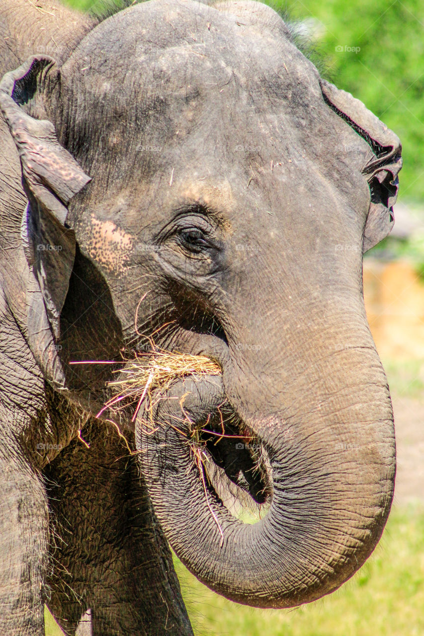 Close up elephant 