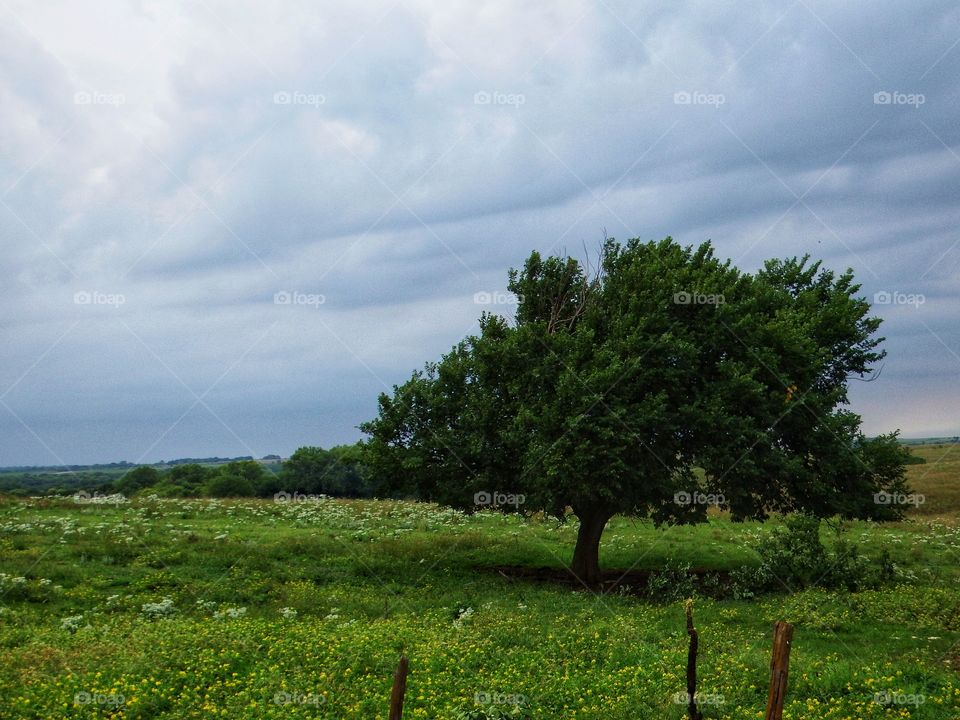 loan tree shot with sky and green grass.