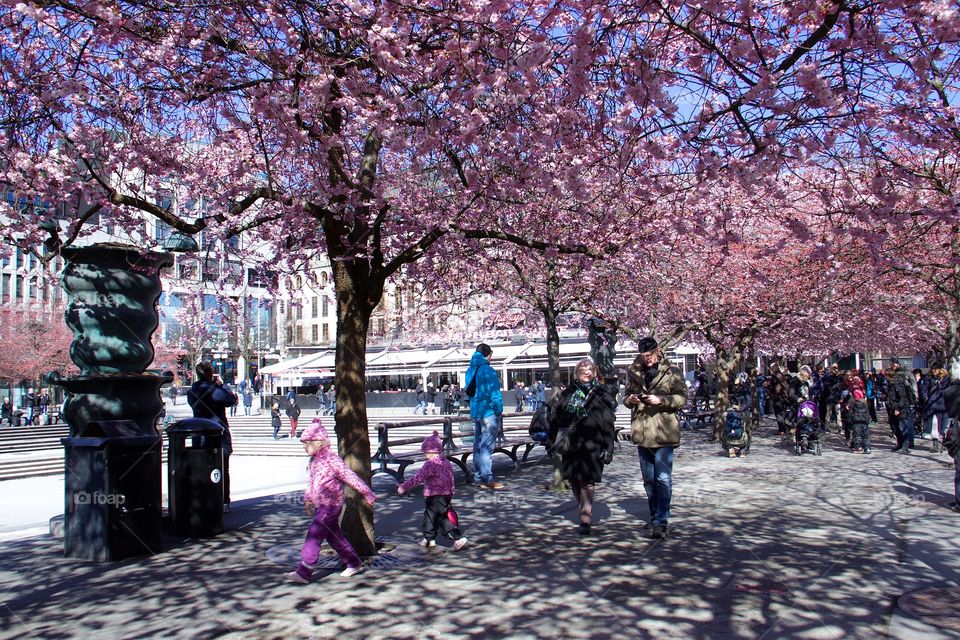 Japanese cherry blossom in Kungsträdgården, Stockholm, Sweden