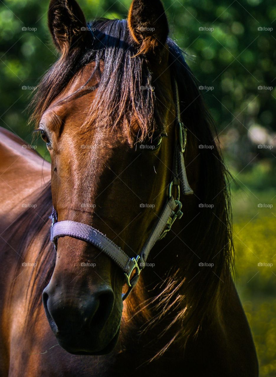 Close-up of brown horse