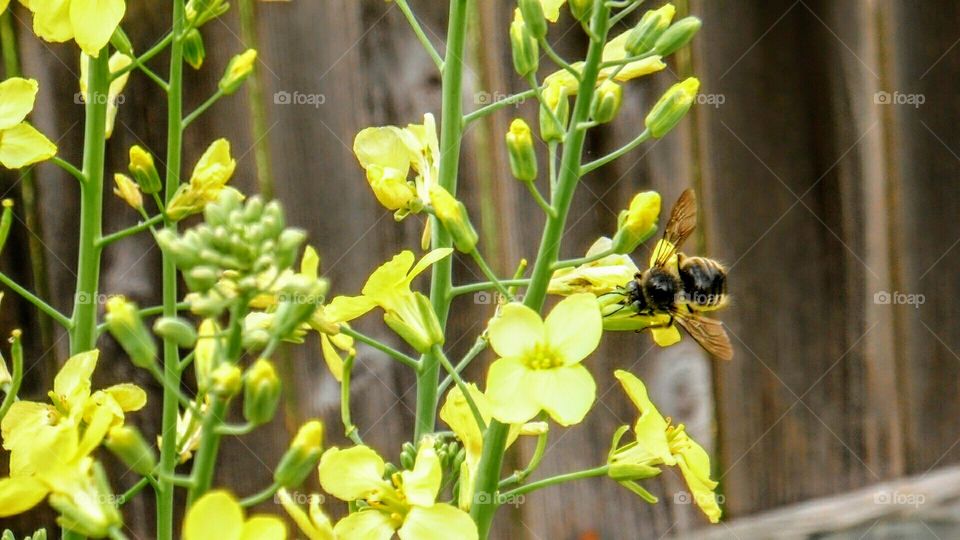 Large bee pollinating collard green flowers