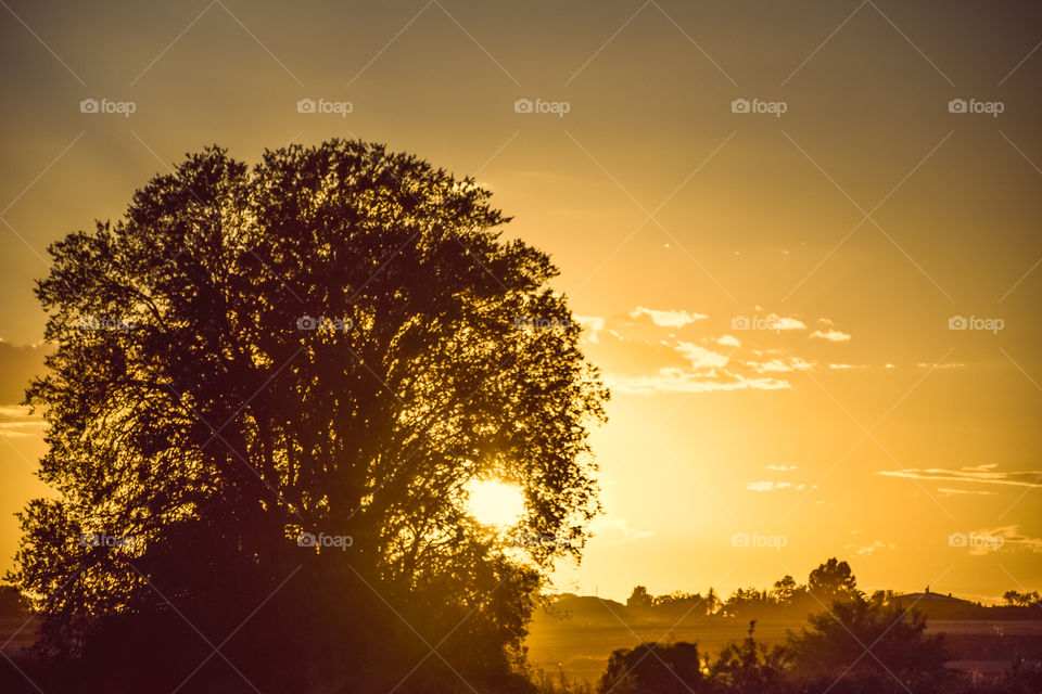 Sunset, Dawn, No Person, Tree, Sun