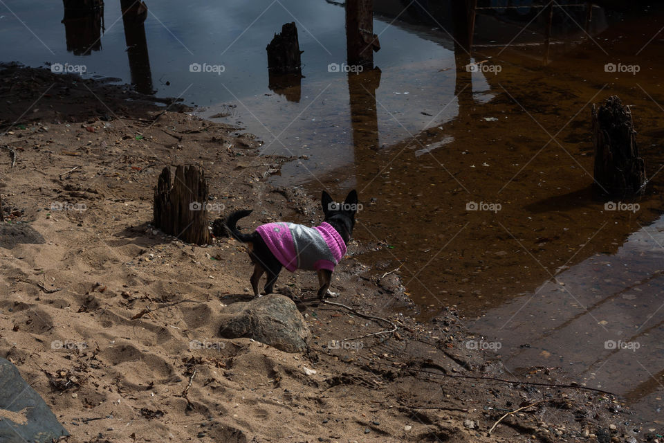 little dog walks by the water