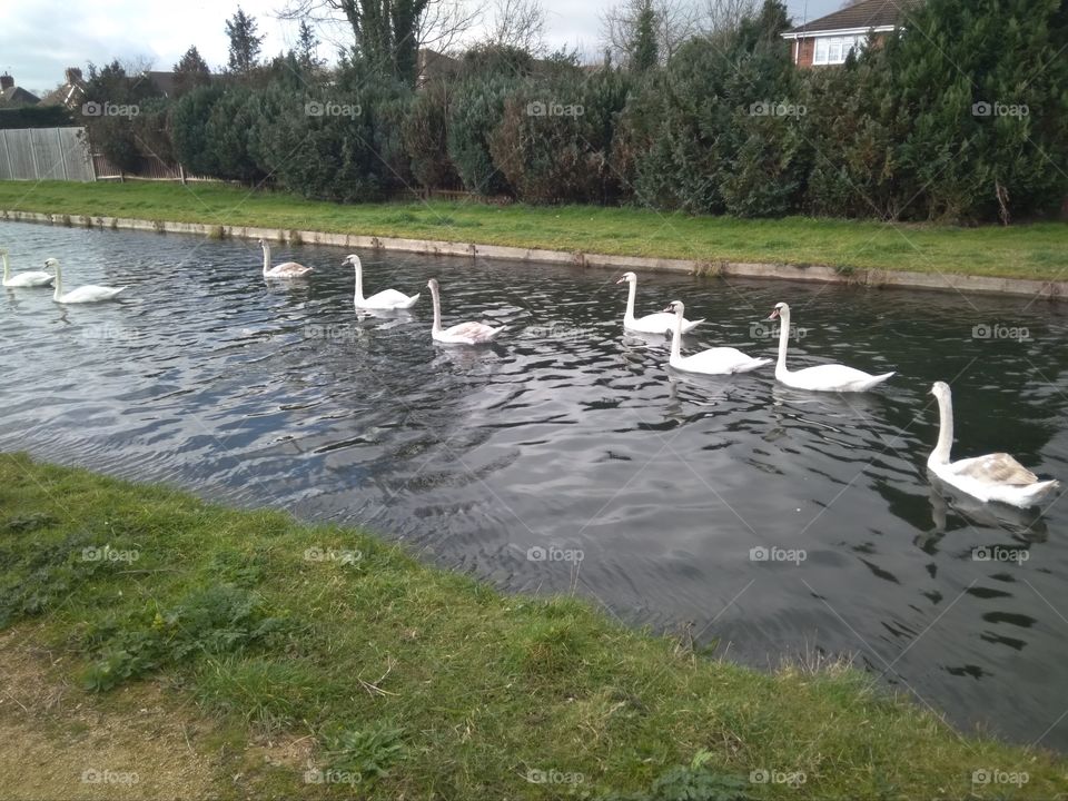 The Six Swans, Broxbourne, Hertfordshire