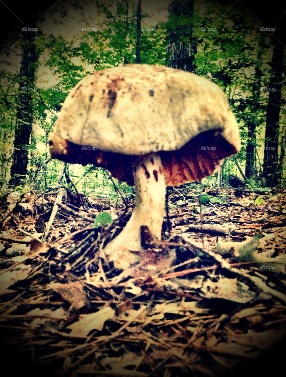 forest fall mushroom massive by zackbrownphoto