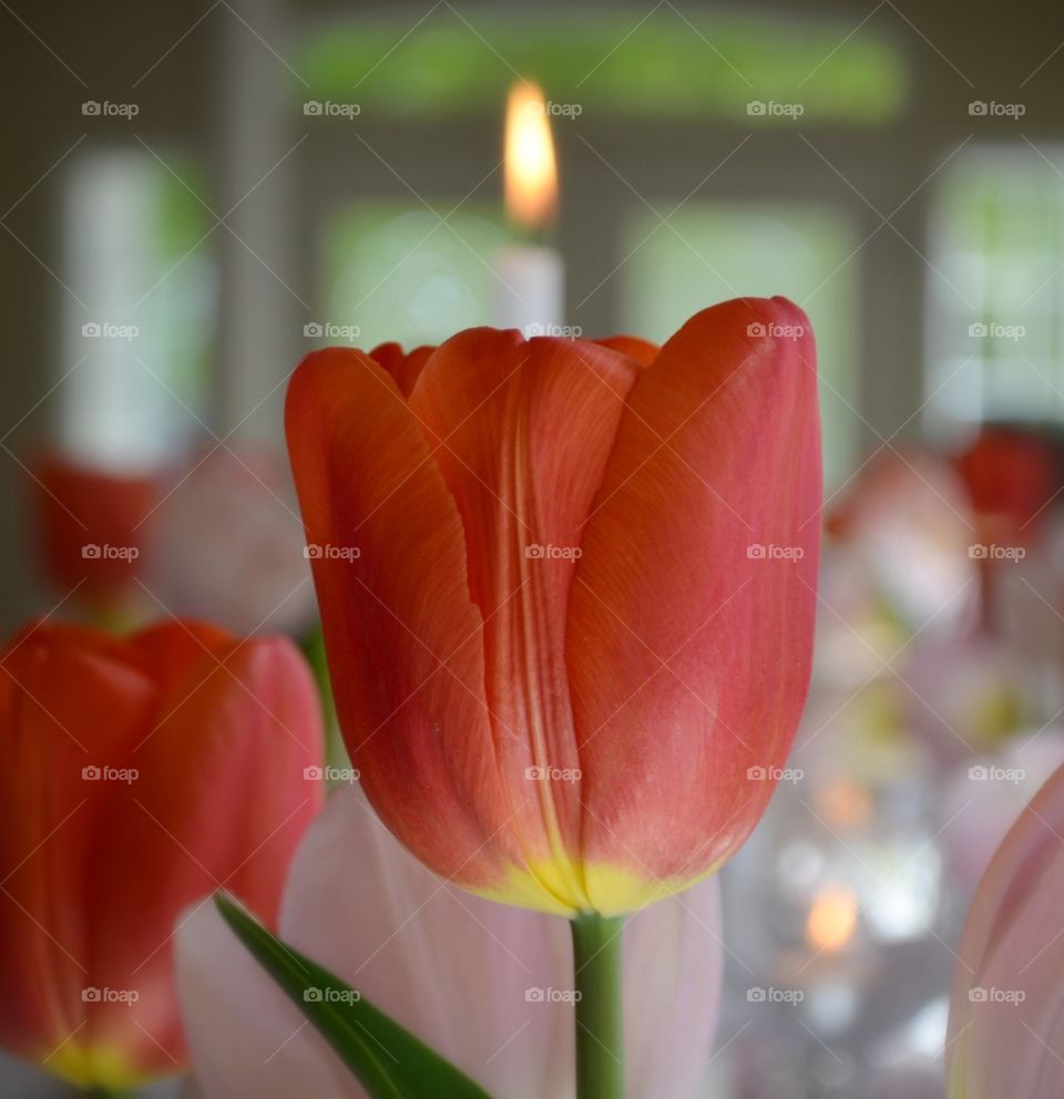 Candle light Tulip