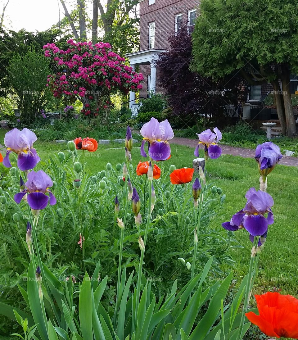 Springtime in the garden