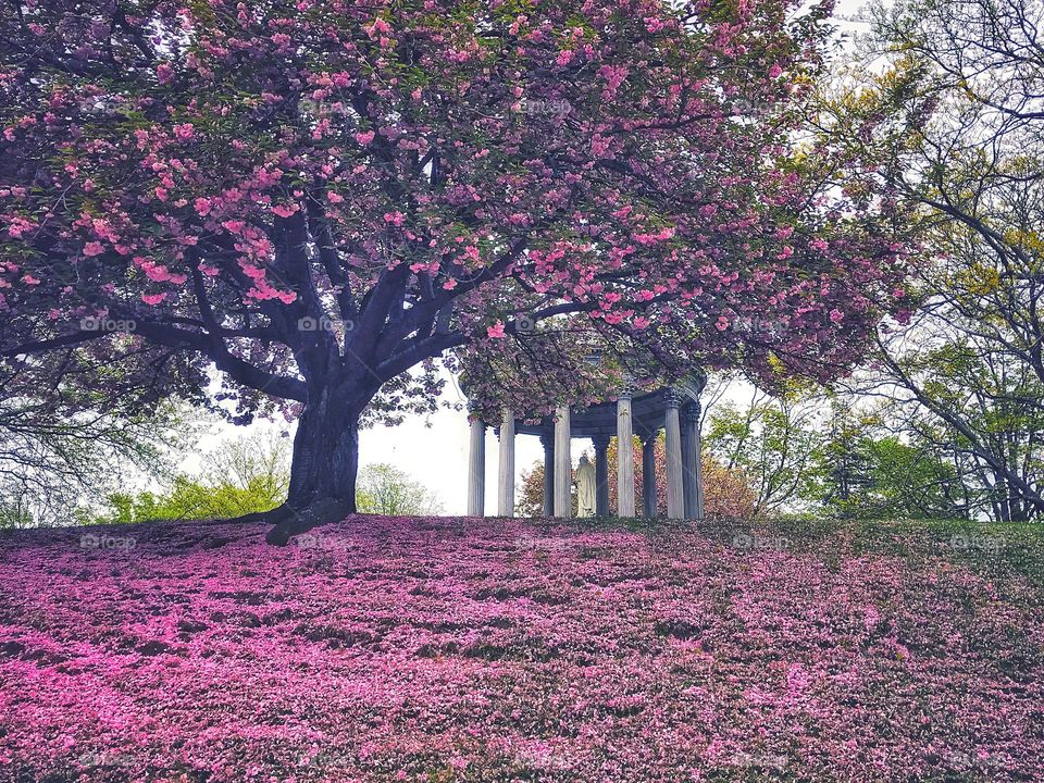 Mountain Grove Cemetery 