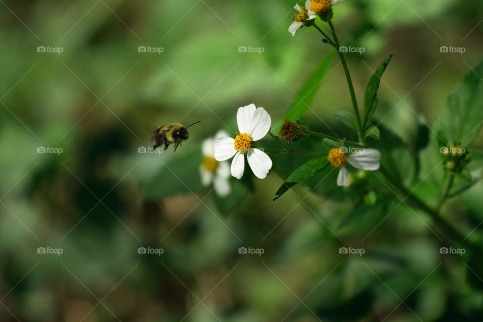 Bumblebee flying toward flower