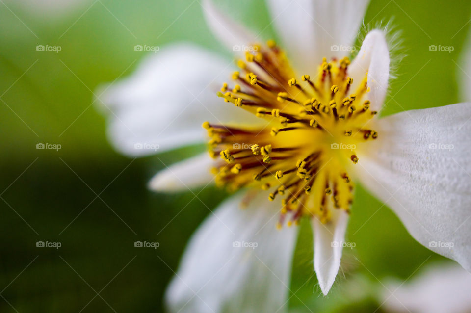 Close up of the stamens of the flower
