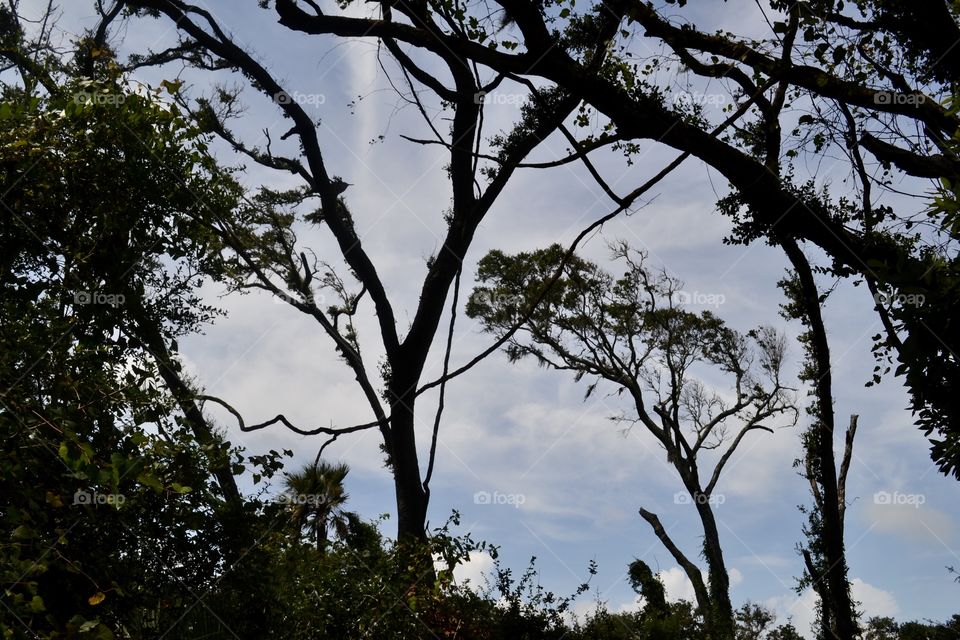 Looking up through tangled tree limbs against a blue sky with white clouds 