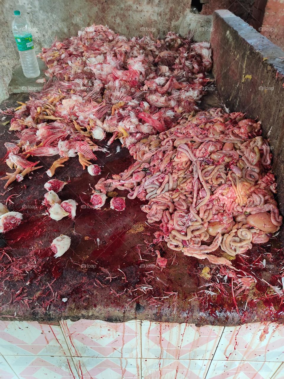 Lots of chickens slaughtered for the feast. 🐔🐔🐔🐔🐔🐔🐔🐔🐓🍗🍗🍗🍗🍗🍗🍗🍗🍗🍗🥘