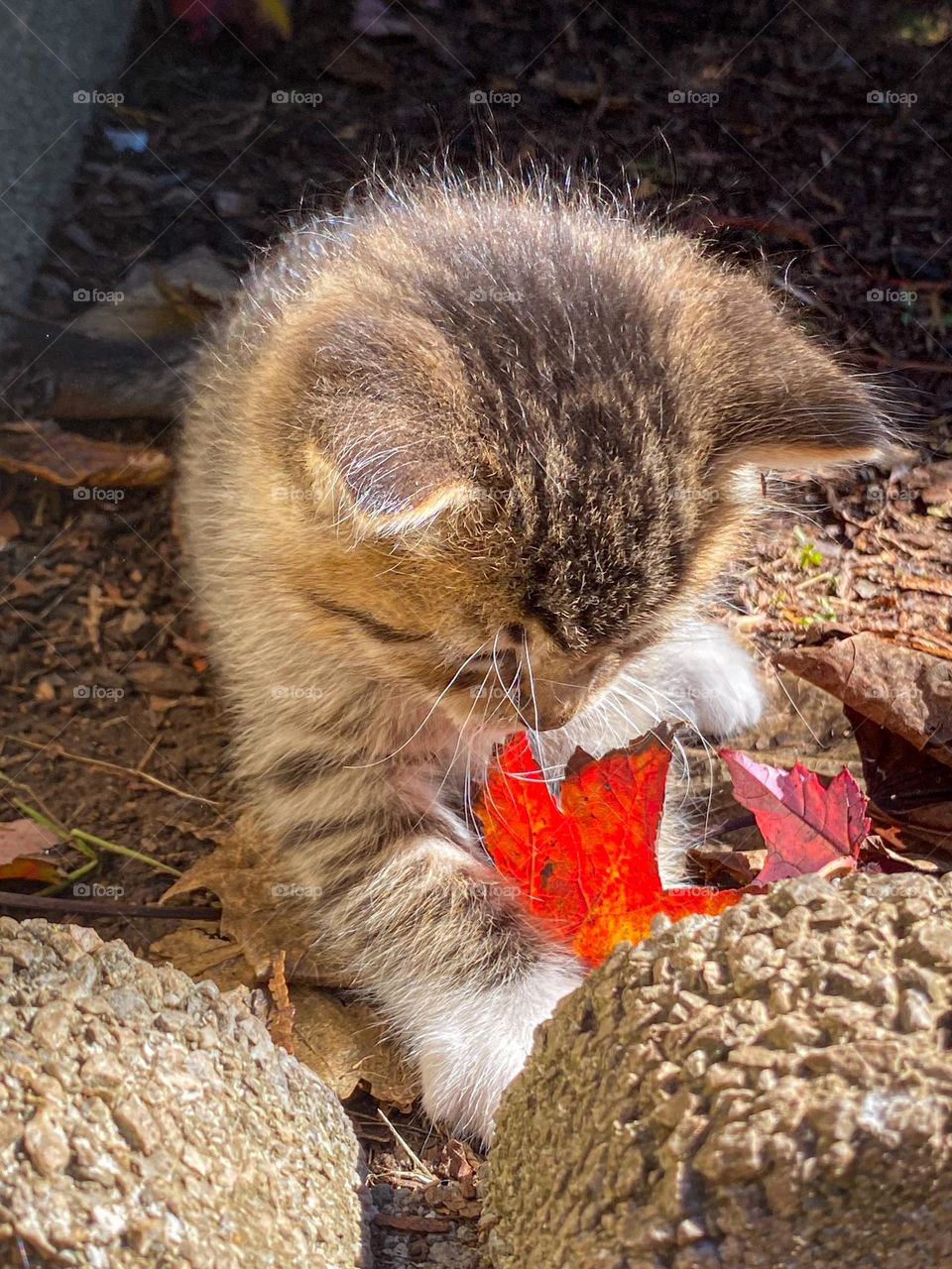 Small kitten with fall leaf, cute, adorable, baby animal, pet, pets, cat, cats, fall, autumn, red leaf