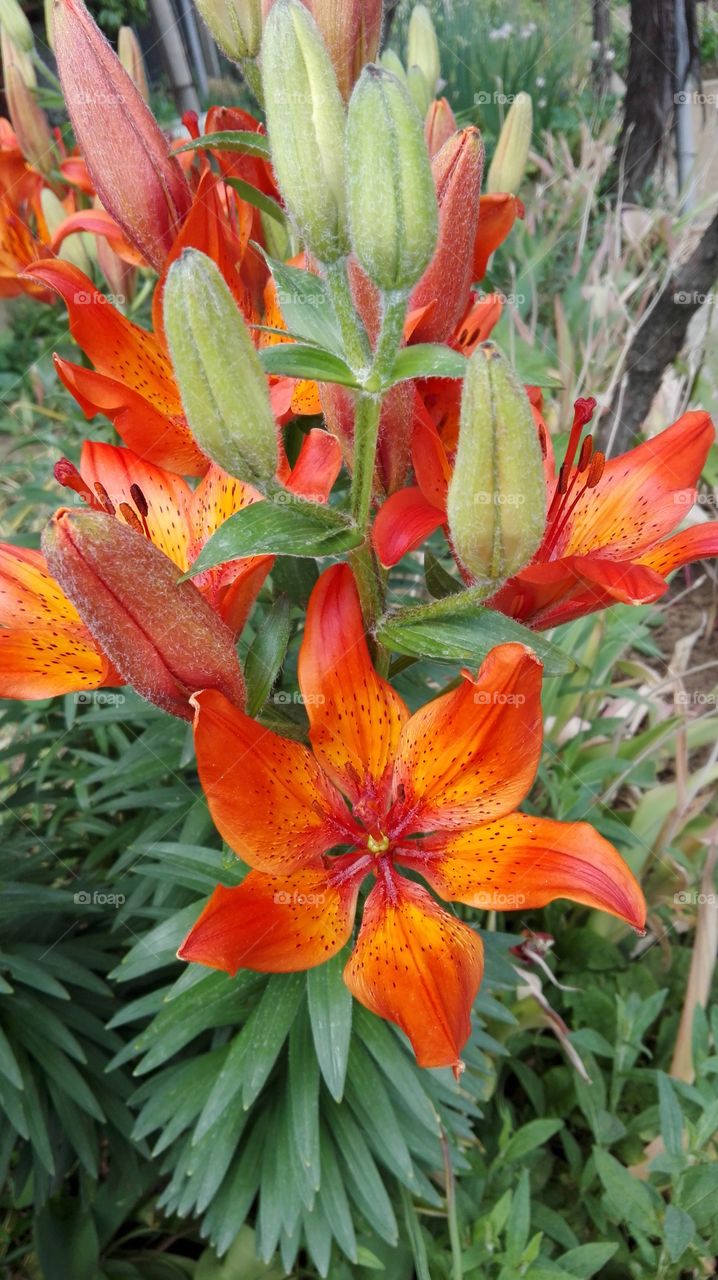 Lilium abeville, Garden flower