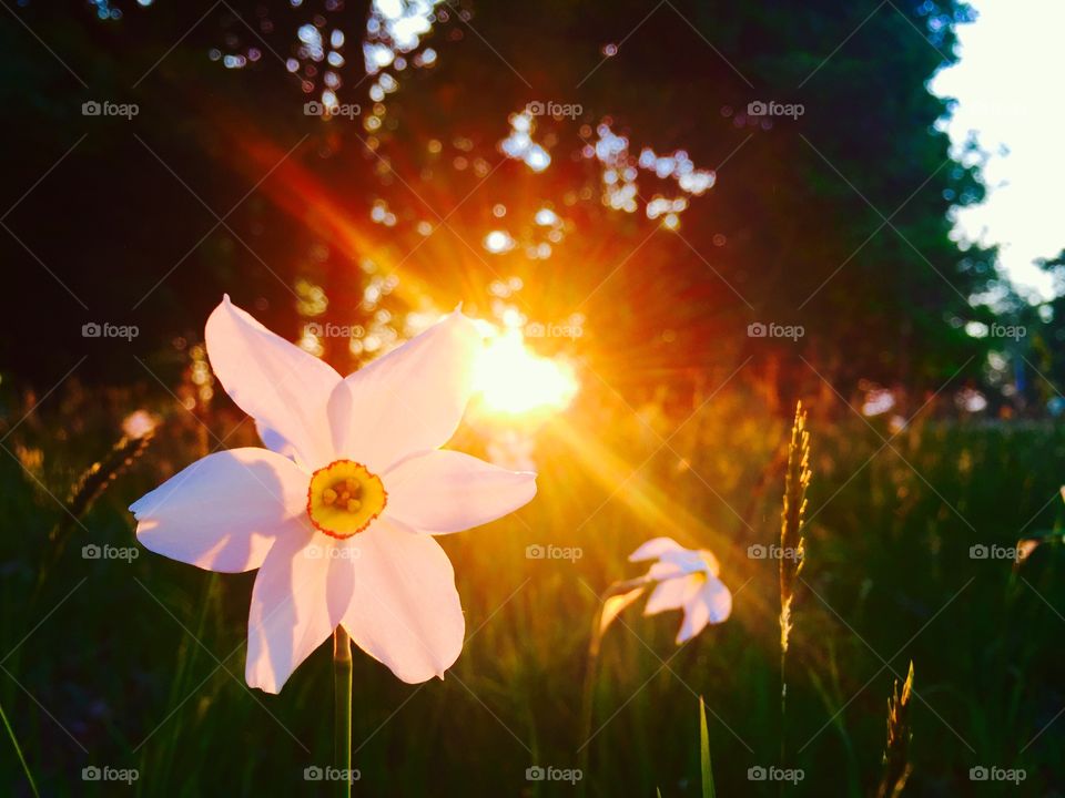 Sunlight falling on field of daffodils