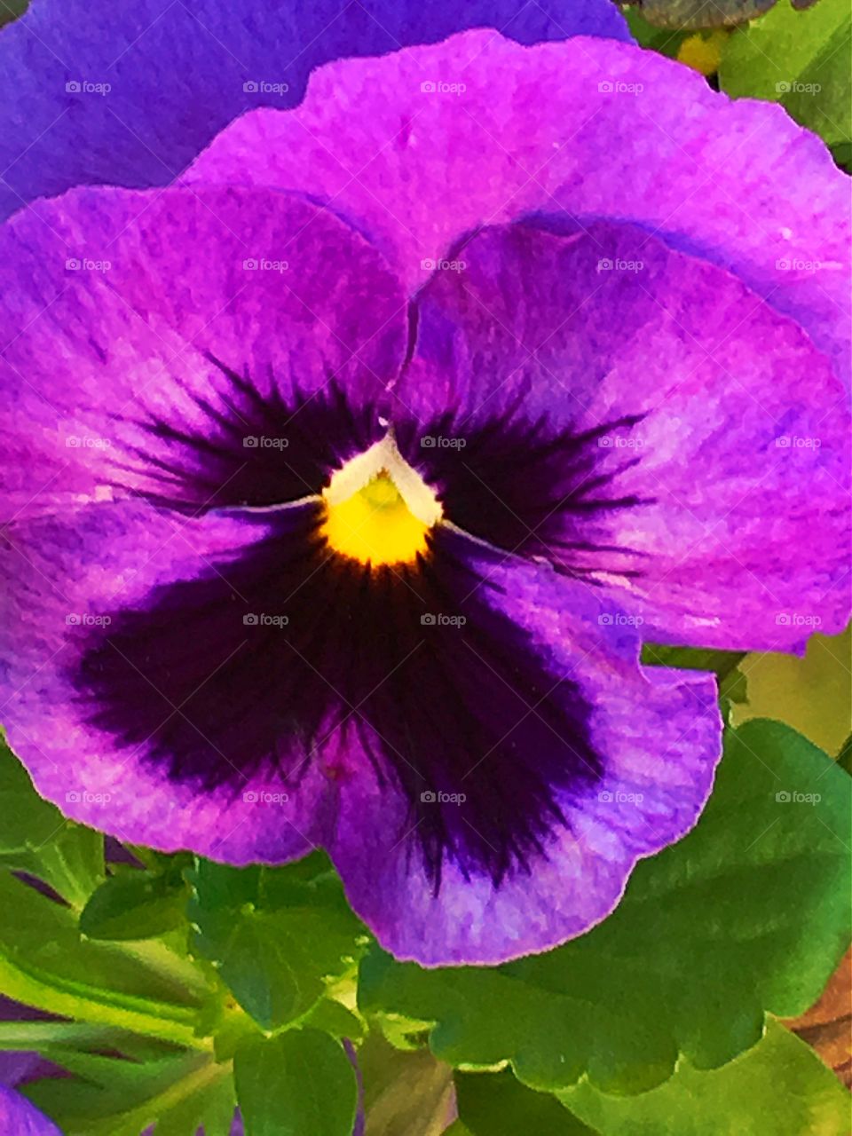 Purple Pansy. Purple pansy with yellow centre 