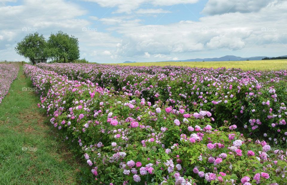 Travel Staycation in Bulgaria's Beautiful Countryside