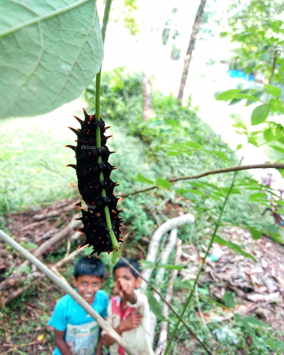 Caterpillar