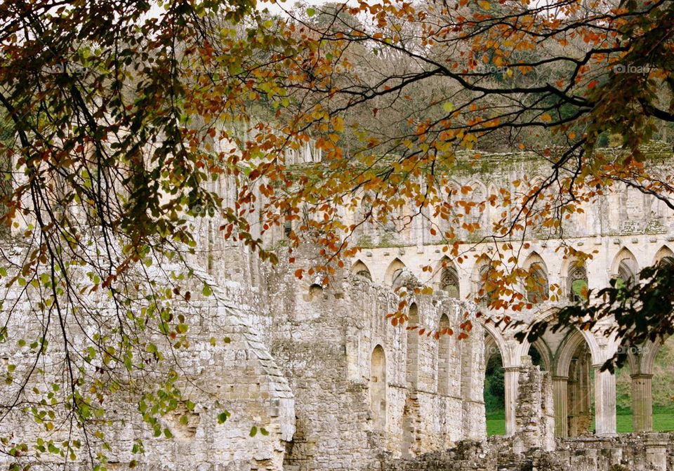 Autumn leaves at rievaulx abbey
