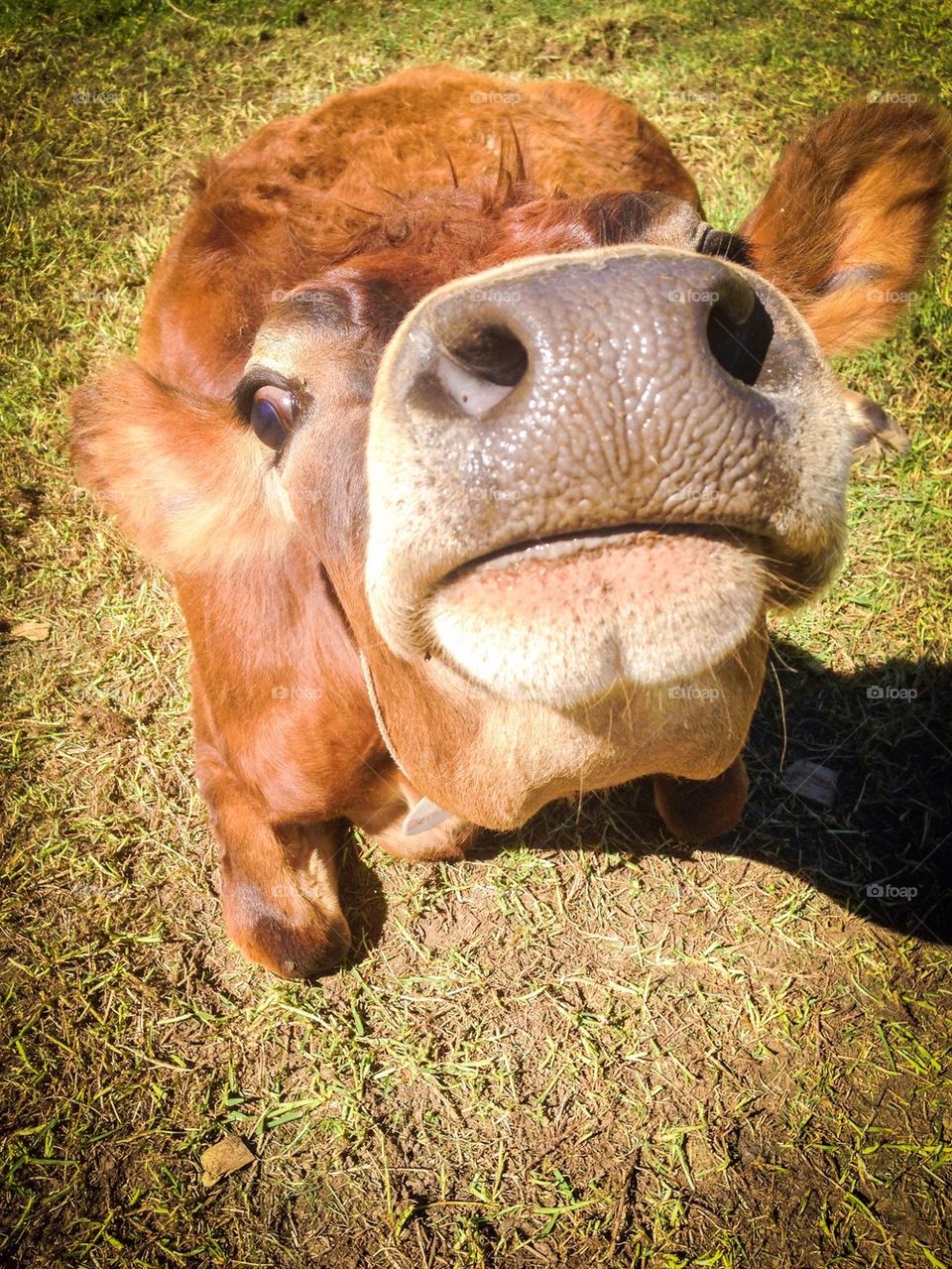 Jersey cow