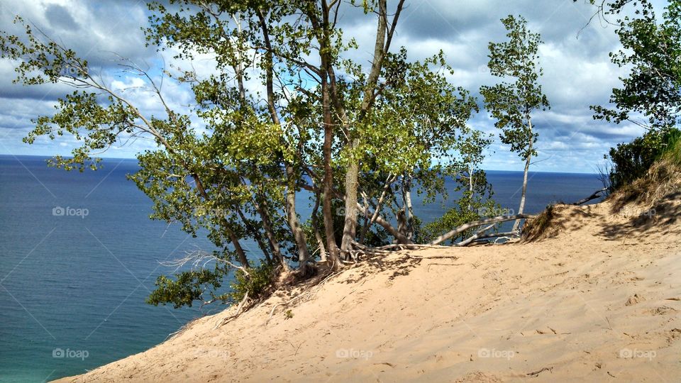 Lone Tree on side of Sleeping Bear Dunes. Hanging on there!