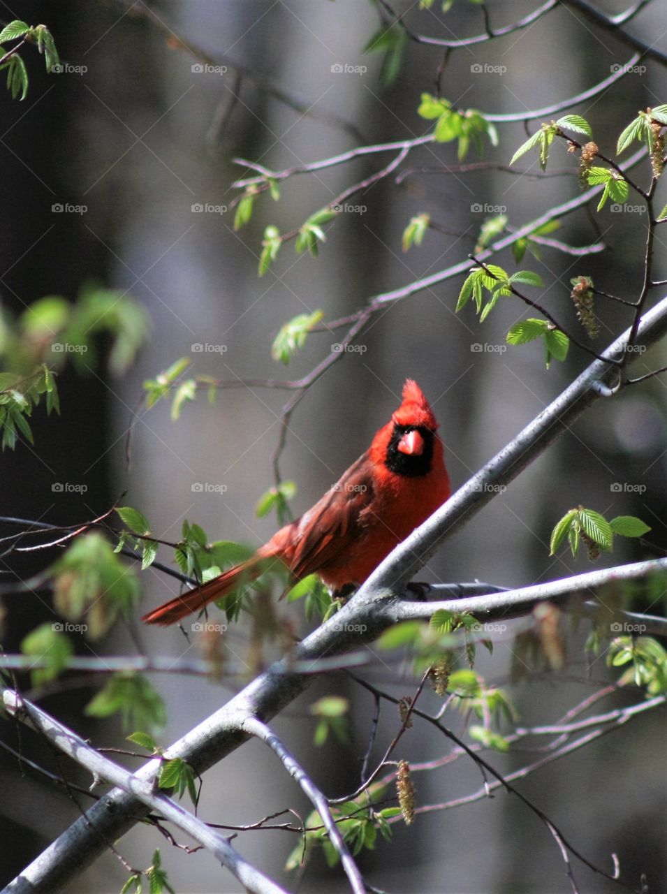 Red cardinal on branch